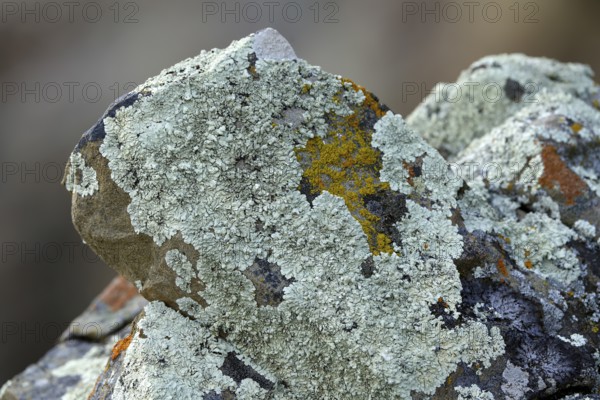 Lichens in Torres del Paine National Park, Patagonia, Chile, South America