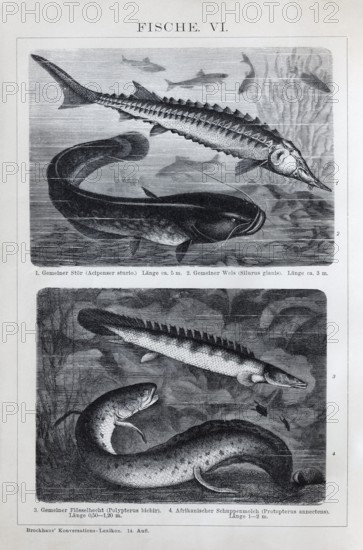 Plate Freshwater fish, sturgeon (Acipenser sturio), river catfish (Silurus glanis), Nile tilefish (Polypterus bichir), historical book illustration, wood engraving