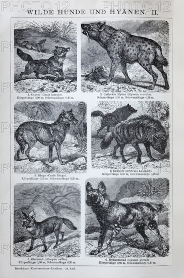 Plate Wild dogs and hyenas, coyote (Canis latrans), hyena (Hyaena crocuta), dingo (Canis dingo), historical book illustration, wood engraving