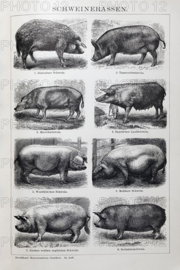 Picture plate pig breeds, Szalontai pig, Tamworth pig, Marsh pig, Bavarian country pig, historical book illustration, wood engraving