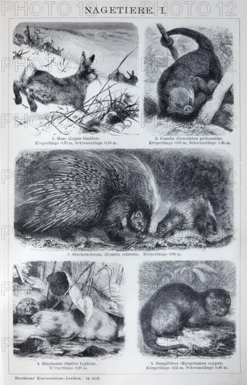 Plate rodents, hare (Lepus timidus), coandu (Coendu prehensilis), porcupine (Hystrix cristata), historical book illustration, wood engraving