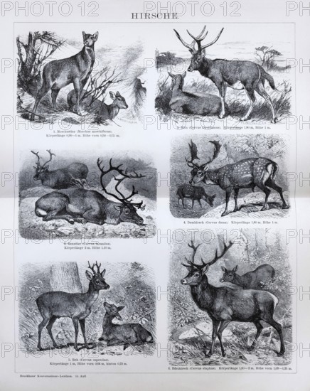 Plate Deer, Musk deer (Moschus moschiferus), Milu (Cervus Davidianus), Reindeer (Cervus tarandus), Fallow deer (Cervus dama), Roe deer, Red deer (Cervus elaphus), historical book illustration, wood engraving