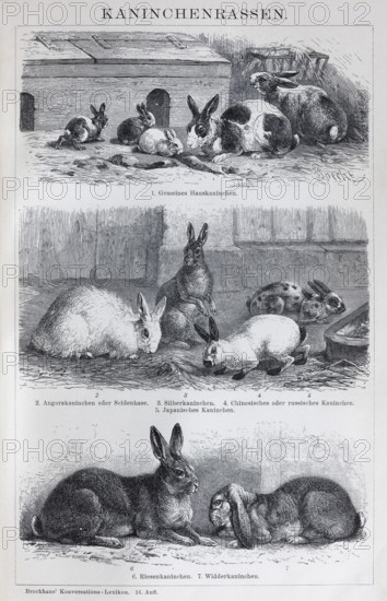 Plate rabbit breeds, domestic rabbit, angora rabbit, giant rabbit, historical book illustration, wood engraving