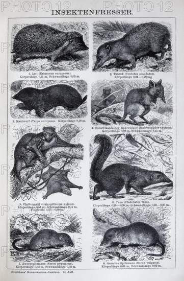 Plate insectivore, hedgehog (Erinaceus europaeus), mole (Talpa europaeus), shrew (Sorex vulgaris), historical book illustration, wood engraving