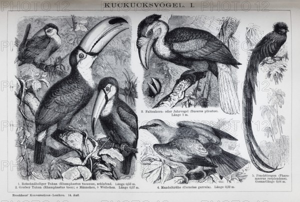 Plate Cuckoo birds, toucan (Rhamphastus tucanus), historical book illustration, wood engraving