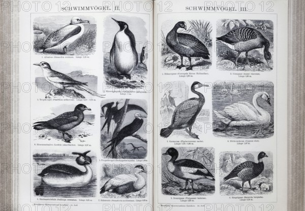 Encyclopaedia page with illustrated plate of swimming birds, albatross (Diomedea exulans), grey goose (Anser cinereus), mute swan (Cygnus olor), historical book illustration, wood engraving