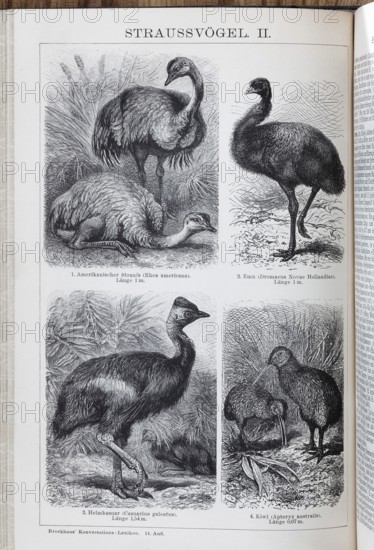 Encyclopaedia page with picture plate Ostriches, Nandu (Rhea americana), Greater Emu (Dromaius novaehollandiae), Kiwi (Apteryx australis), historical book illustration, wood engraving
