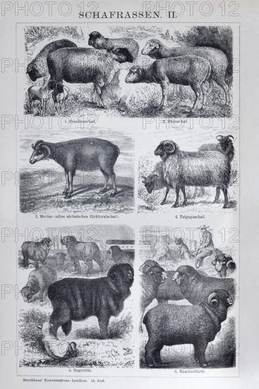 Sheep breeds, Franconian sheep, Rhön sheep, Merino sheep, Tzigaga sheep, Negrettis, Rambouillets, historical book illustration, wood engraving