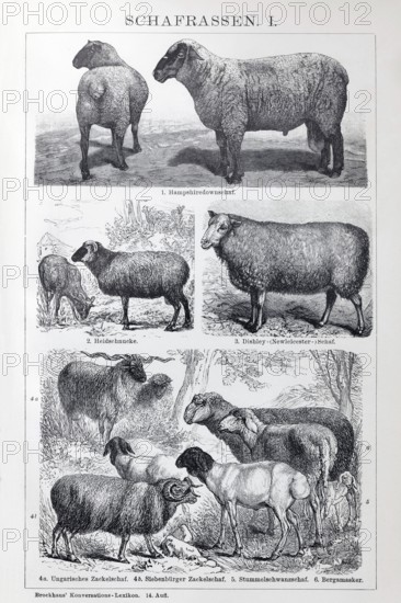 Sheep breeds, Hampshire Down, Heidschnucke moorland sheep, Dishley sheep, Zackelschaf, Stummelschwanzschaf, Bergamasker, historical book illustration, wood engraving