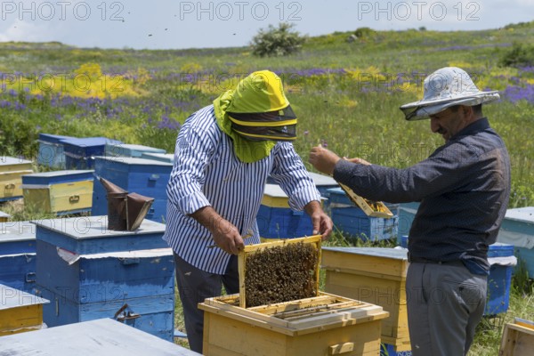 Two beekeepers inspect honeycombs amidst colourful beehives in a flowering meadow, beekeeper, near Fantan, Kotayk province, Kotayk, Armenia
