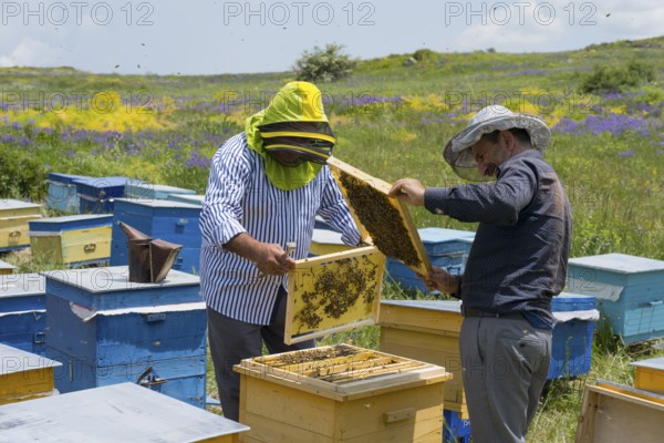 Beekeepers examine a honeycomb in a meadow with colourful beehives surrounded by flowers, beekeeper, near Fantan, Kotayk province, Kotayk, Armenia