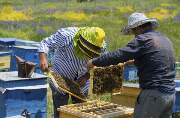 Two beekeepers look at a honeycomb in a colourful flower meadow with yellow and blue beehives, beekeeper, near Fantan, Kotayk province, Kotayk, Armenia
