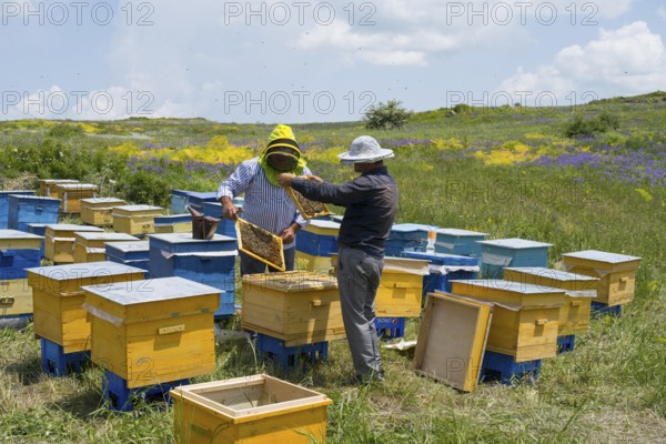 Two beekeepers working on beehives in a green, blooming meadow under a sunny sky, beekeeper, near Fantan, Kotayk province, Kotayk, Armenia