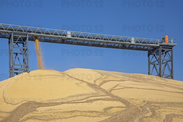 Inwood, Iowa - Newly-harvested corn is piled up at Cooperative Farmers Elevator (CFE). The pile will be covered by a tarp for the winter and then sold in the spring