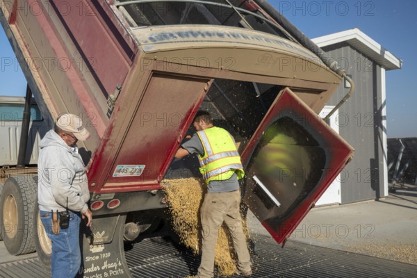 Inwood, Iowa - Newly-harvested corn is unloaded at Cooperative Farmers Elevator (CFE). The corn will be piled up and covered by a tarp for the winter and then sold in the spring