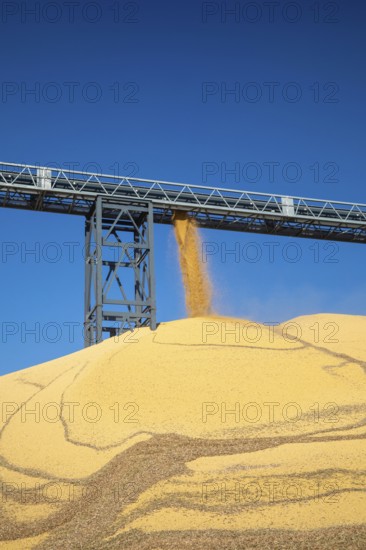 Inwood, Iowa - Newly-harvested corn is piled up at Cooperative Farmers Elevator (CFE). The pile will be covered by a tarp for the winter and then sold in the spring