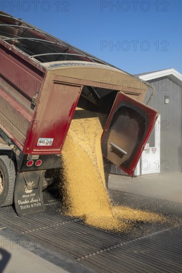 Inwood, Iowa - Newly-harvested corn is unloaded at Cooperative Farmers Elevator (CFE). The corn will be piled up and covered by a tarp for the winter and then sold in the spring