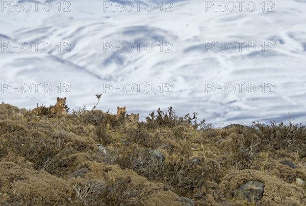 Cougar (Cougar concolor) female with cubs, Torres del Paine National Park, Chile, South America