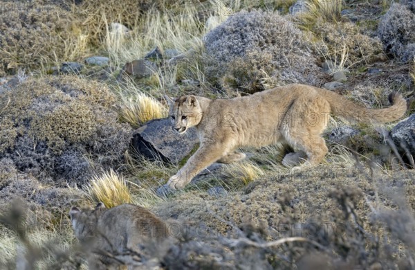 Cougar (Cougar concolor) cubs at play, Torres del Paine National Park, Chile, South America