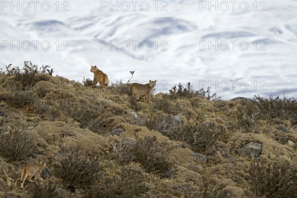 Cougar (Cougar concolor) cubs, Torres del Paine National Park, Chile, South America