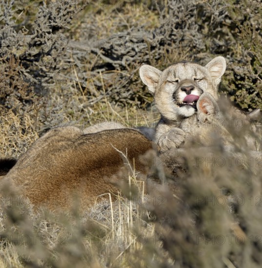 Cougar (Cougar concolor) female with young, Torres del Paine National Park, Chile, South America