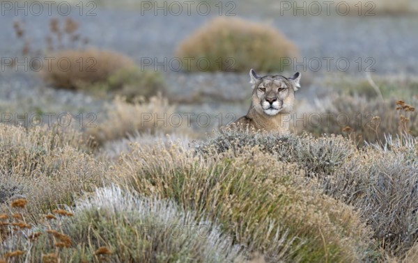 Cougar (Cougar concolor) female, Torres del Paine National Park, Chile, South America