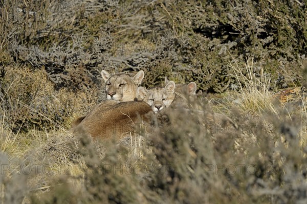 Cougar (Cougar concolor) female with young, Torres del Paine National Park, Chile, South America