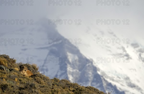 Cougar (Cougar concolor), Torres del Paine National Park, Chile, South America