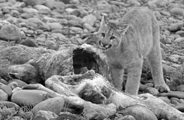 Cougar (Cougar concolor) young feeding, Torres del Paine National Park, Chile, South America