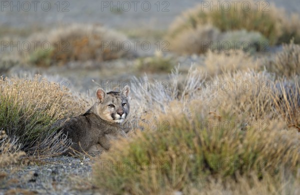 Cougar (Cougar concolor) young, Torres del Paine National Park, Chile, South America