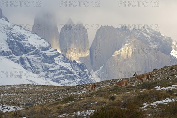 Guanacos (Llama guanicoe), Torres del Paine National Park, Patagonia, Chile, South America