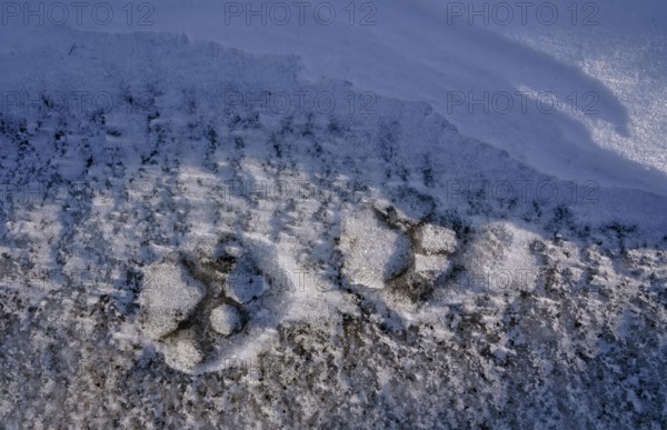 Cougar (Cougar concolor) footprint, Torres del Paine National Park, Chile, South America