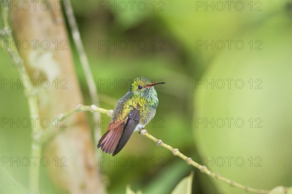 Rufous-tailed hummingbird (Amazilia tzacatl) on branch, Sarapiqui, Costa Rica, Central America