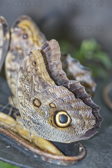 Magnificent Owl butterfly (Caligoeurilochus sulanus), Costa Rica, Central America