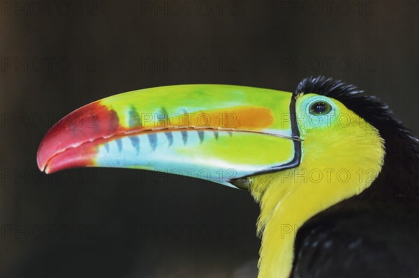 Keel-billed toucan (Ramphastos sulfuratus), Costa Rica, Central America