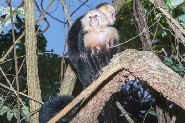 White-faced capuchin monkey (Cebus capucinus) carries her young on her back, Manuel Antonio National Park, Puntarenas Province, Costa Rica