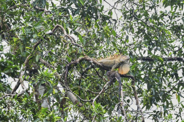 Green Iguana (Iguana Iguana) in rainforest, Sarapiqui, Costa Rica, Central America