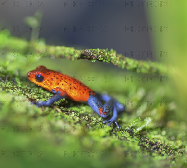 Blue jeans dart frog (Dendrobates pumilio) climbing twig, Costa Rica, Central America