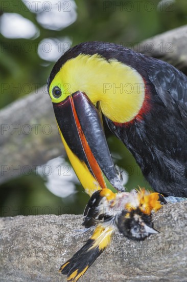Chestnut-mandibled Toucan (Ramphastos swainsonii) feeding on a smaller bird, Sarapiqui, Costa Rica, Central America