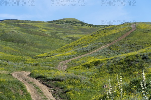 A dirt track winds through a hilly, green-yellowish landscape, countryside near Hatsavan, Kotayk province, Kotayk, Armenia
