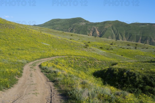 A winding road leads through rolling green hills under a clear blue sky, lined with yellowish meadows, landscape near Hatsavan, Kotayk province, Kotayk, Armenia