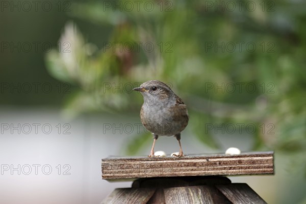Dunnock (Prunella modularis), close-up, garden, autumn, Germany
