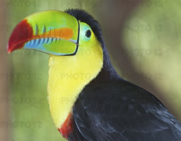 Keel-billed toucan (Ramphastos sulfuratus), Costa Rica