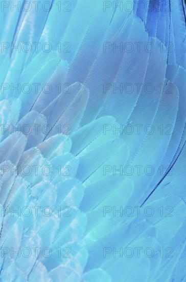 Feathers of a blue and gold macaw (Ara ararauna), Costa Rica, Central America