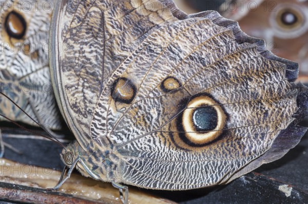 Magnificent Owls (Caligoeurilochus sulanus), Costa Rica