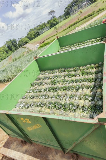 Container loaded with harvested organic pineapples, Costa Rica