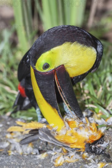 Chestnut-mandibled Toucan (Ramphastos swainsonii) feeding on a smaller bird, Sarapiqui, Costa Rica, Central America