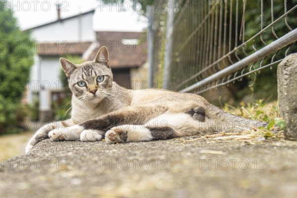 Beautiful cat with blue eyes resting on a low wall in a rural setting in benia de onis, asturias, spain, enjoying a peaceful moment outdoors