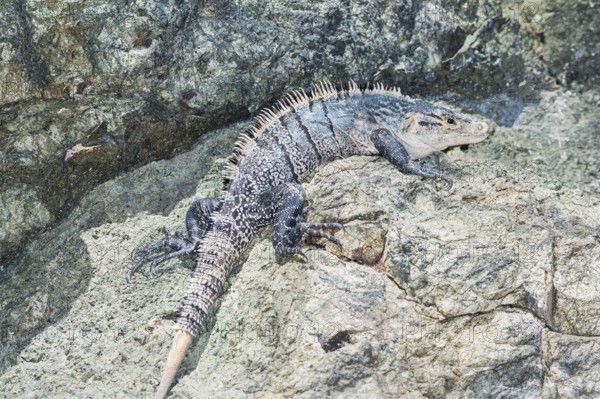 Black spiny tailed Iguana (Ctenosaur similis) crawling, Manuel Antonio National Park, Puntarenas Province, Costa Rica
