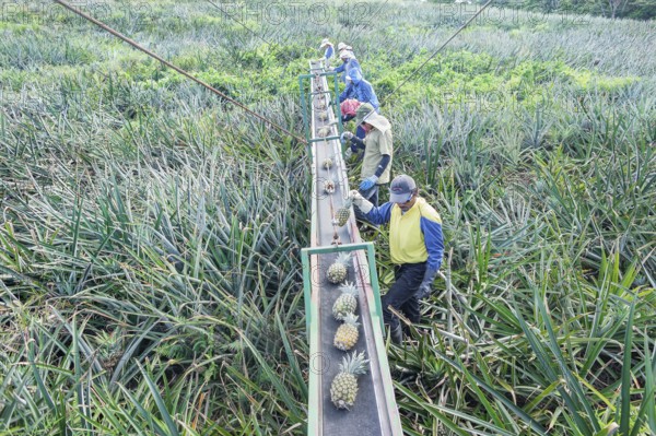 Workers putting pineapples on a conveyor belt, Costa Rica, Central America